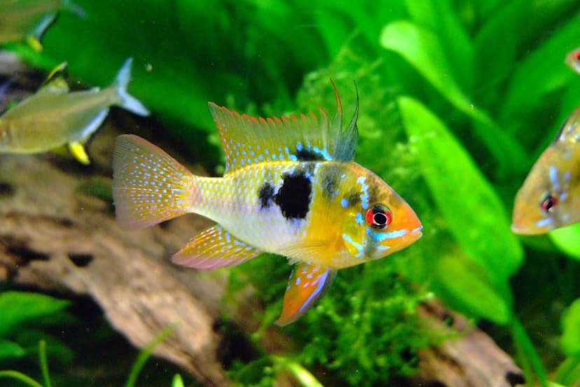 Ram Cichlid