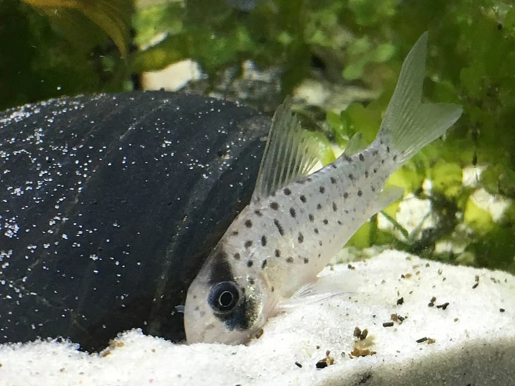 Black-Spotted Corydoras