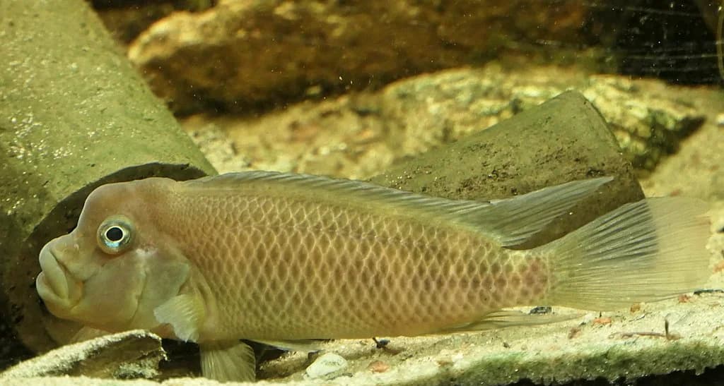 Buffalo Cichlid