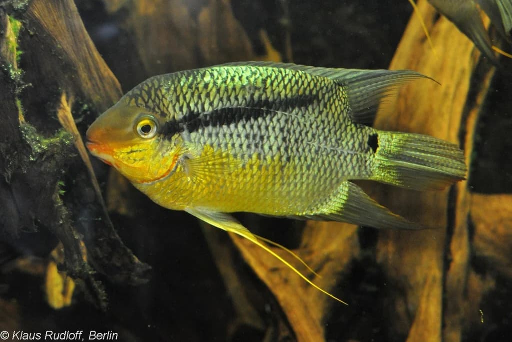 Flag Cichlid