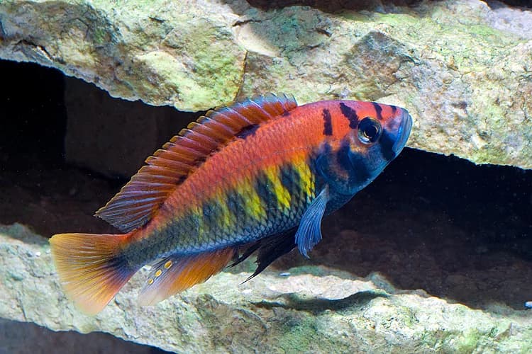 Flameback Cichlid