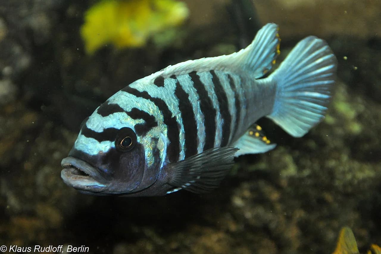 Pseudotropheus zebra