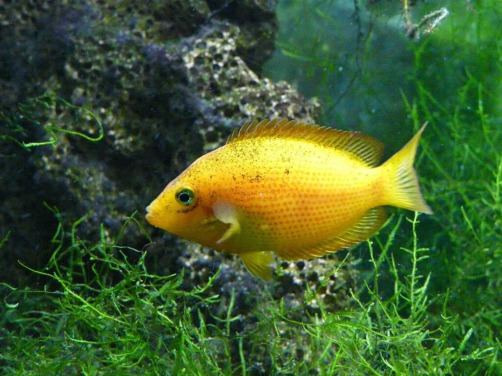 Spotted Cichlid