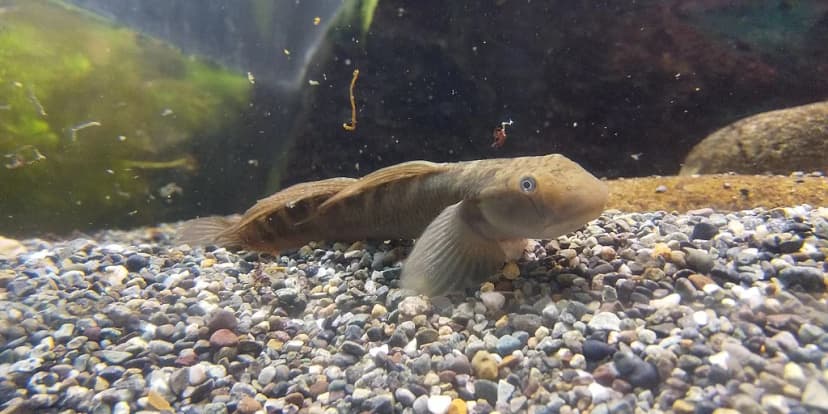 Japanese Freshwater Goby