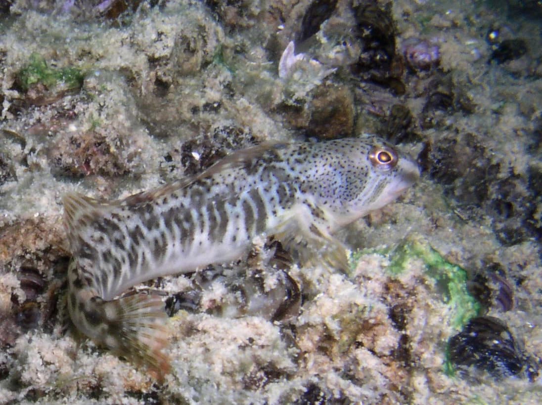 Речная Бленния (Salaria fluviatilis)