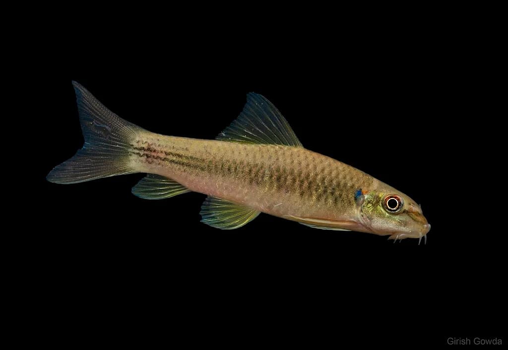 Mullya Garra