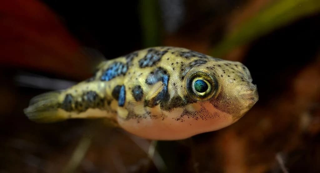 Dwarf Puffer