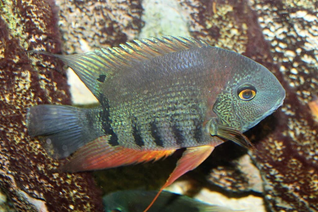Turquoise Severum