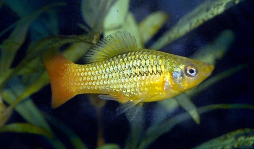 Плати