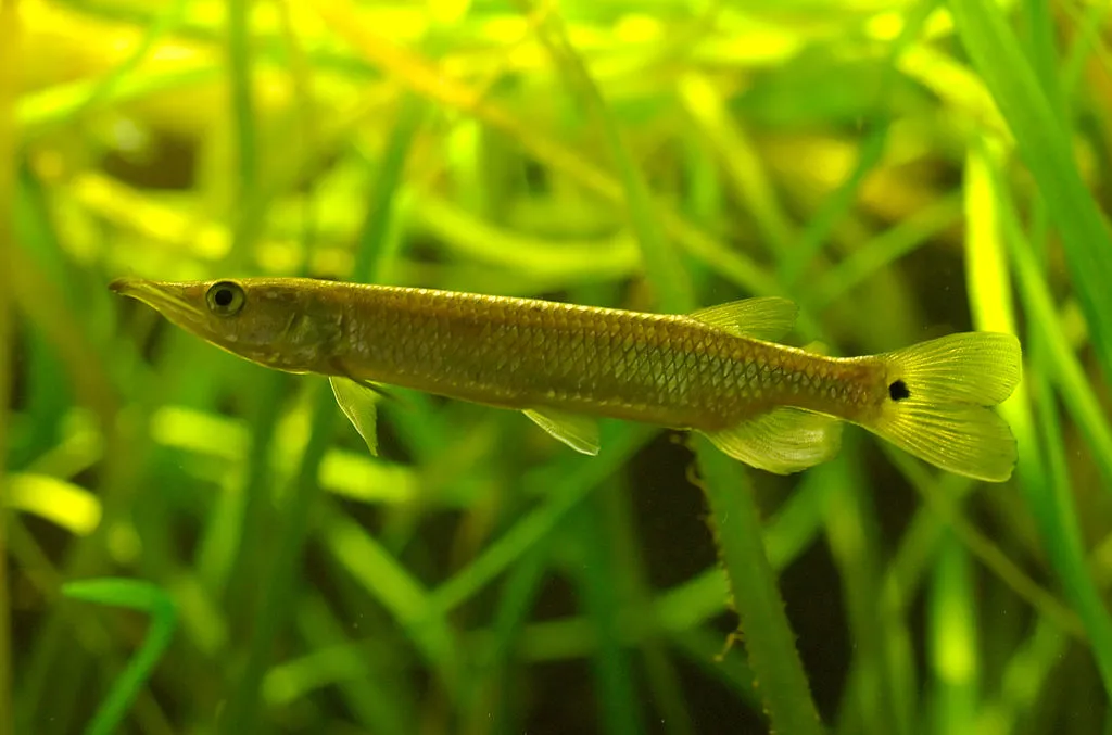 Silver Pike