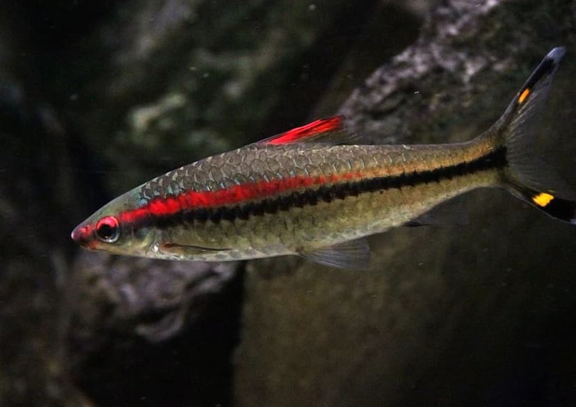 Denison's Barb