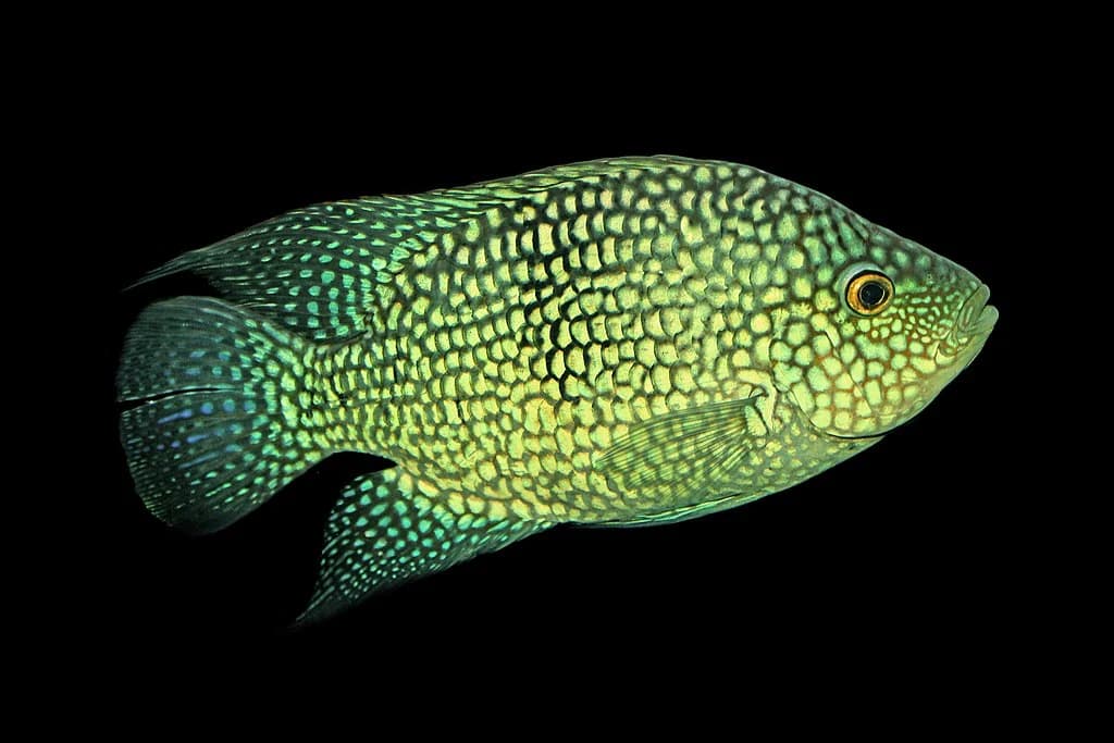 Pearlscale Cichlid