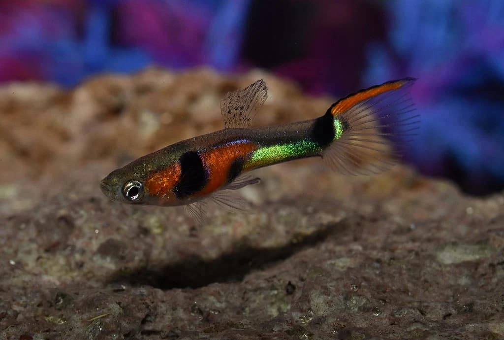 Endler's Guppy