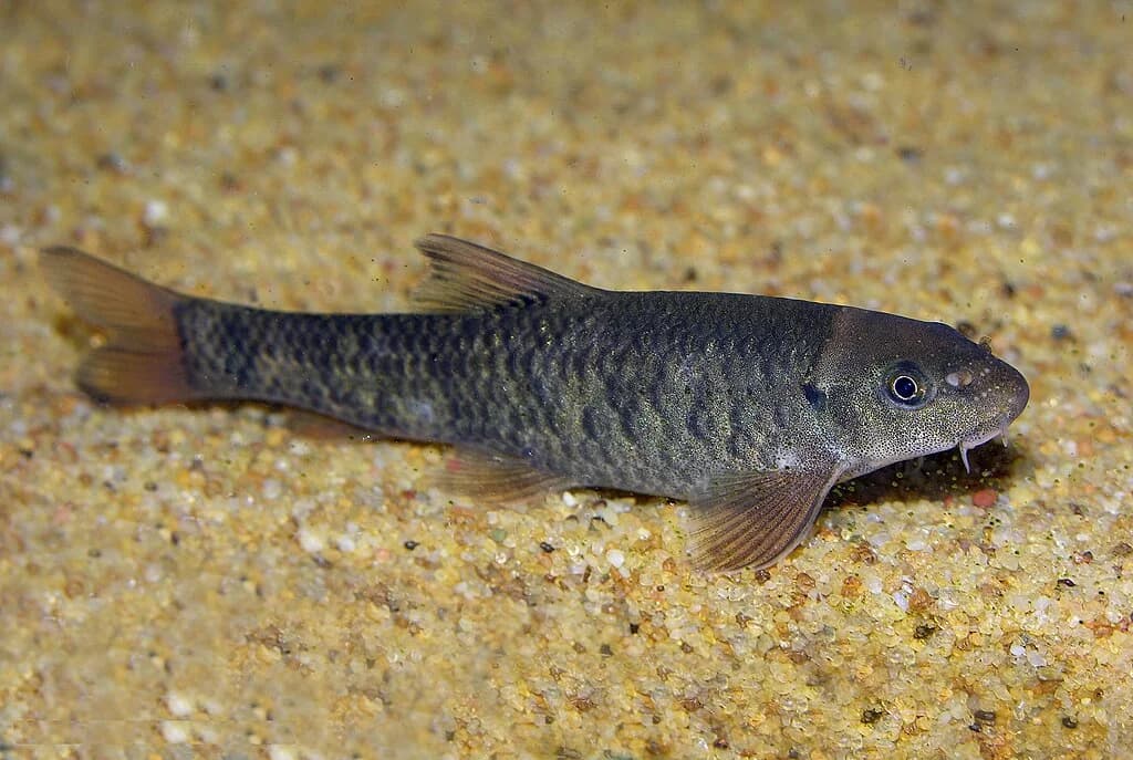 Garra Rufa
