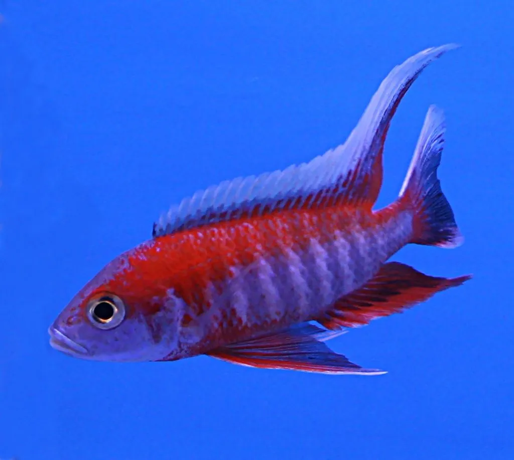 Eureka Red Peacock